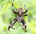 Araneus angulatus